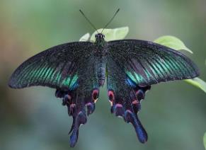 红基美凤蝶 Papilio alcmenor