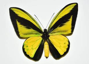 歌利亚鸟翼凤蝶 Ornithoptera goliath