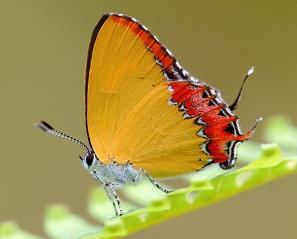 美丽彩灰蝶 Heliophorus pulcher