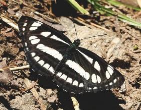 宽环蛱蝶 Neptis mahendra