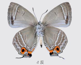 闪光金灰蝶 Chrysozephyrus scintillans