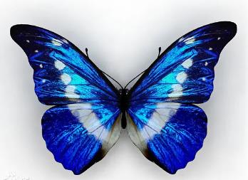 皱纹闪蝶 Morpho rugitaeniata