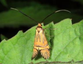 角斑黄毒蛾 Euprocti s pinoptera