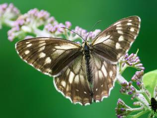 曼丽白眼蝶 Melanargia meridionalis