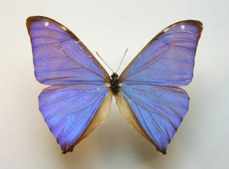 安东尼斯闪蝶 Morpho adonis