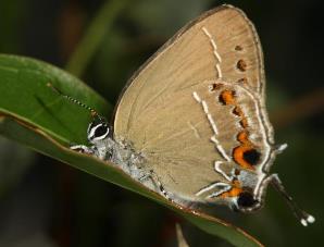 田中洒灰蝶 Satyrium tanakai