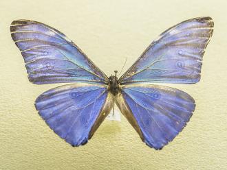 夜光闪蝶 Morpho sulkowskyi