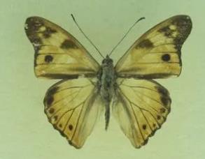 栗铠蛱蝶 Chitoria subcaerulea