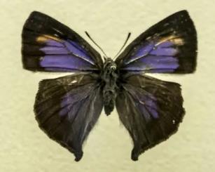 丫灰蝶 Amblopala avidiena