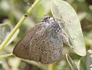 幽洒灰蝶 Satyrium iyonis