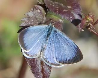 琉璃灰蝶 Celastrina argiolus