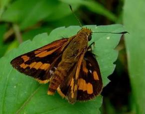 断纹黄室弄蝶 Potanthus trachalus