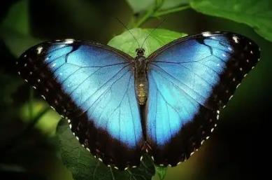 爱神闪蝶 Morpho aphrodite