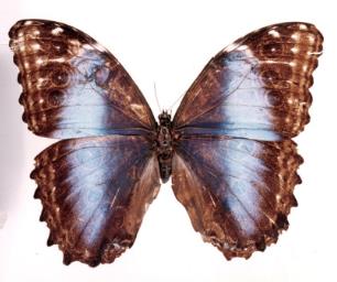 梦幻闪蝶吕克纳亚种 Morpho deidamia lycanor