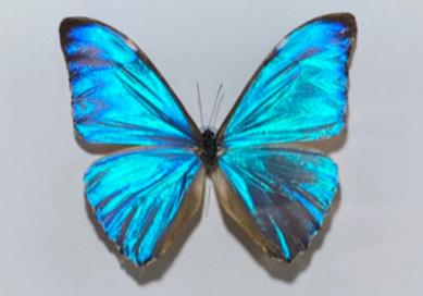 黎明闪蝶 Morpho aurora