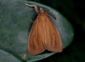 褐素毒蛾 Laelia atestacea