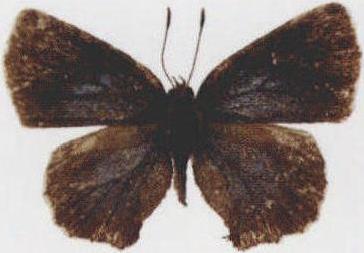 尼采梳灰蝶 Ahlbergia nicevillei