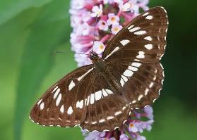 戟眉线蛱蝶 Limenitis homeyeri