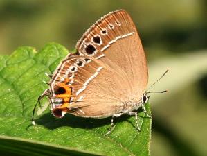 杨氏洒灰蝶 Satyrium yangi