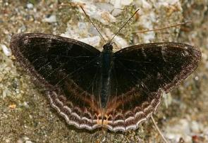 巧克力线蛱蝶 Limenitis ciocolatina