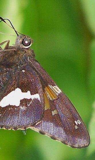 银星弄蝶 Silver-spotted Skipper