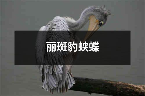 丽斑豹蛱蝶