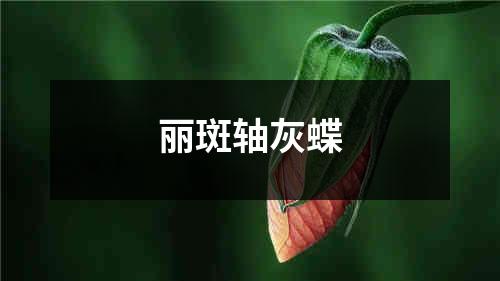 丽斑轴灰蝶