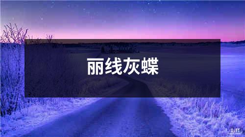 丽线灰蝶