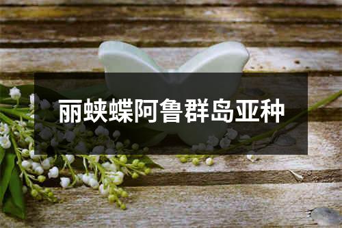 丽蛱蝶阿鲁群岛亚种