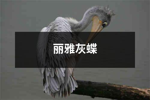 丽雅灰蝶