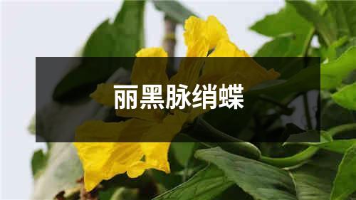 丽黑脉绡蝶