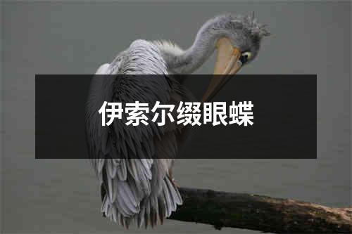 伊索尔缀眼蝶