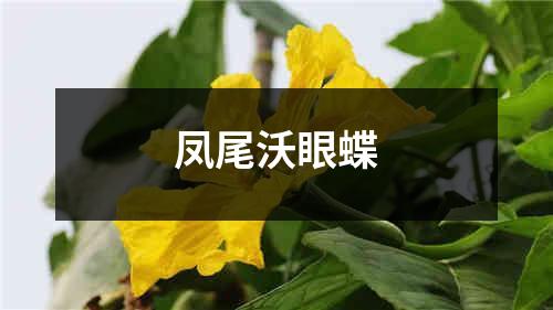 凤尾沃眼蝶