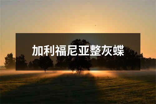 加利福尼亚整灰蝶