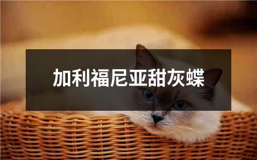 加利福尼亚甜灰蝶