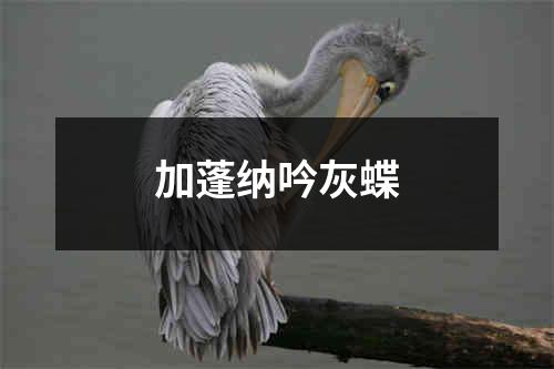 加蓬纳吟灰蝶