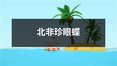 北非珍眼蝶