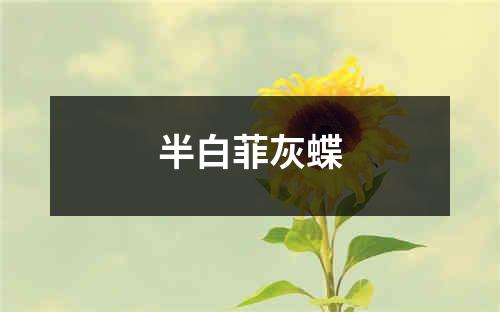 半白菲灰蝶