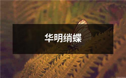 华明绡蝶