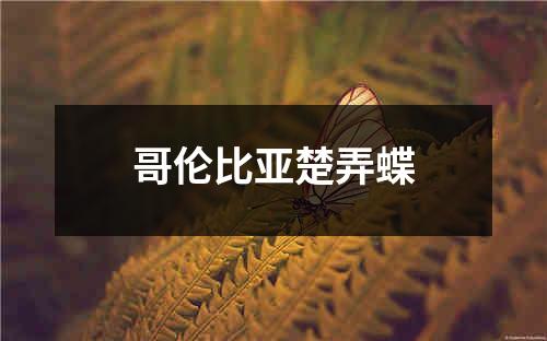 哥伦比亚楚弄蝶