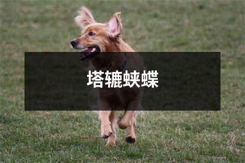 塔辘蛱蝶