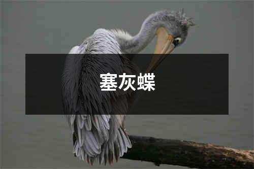 塞灰蝶