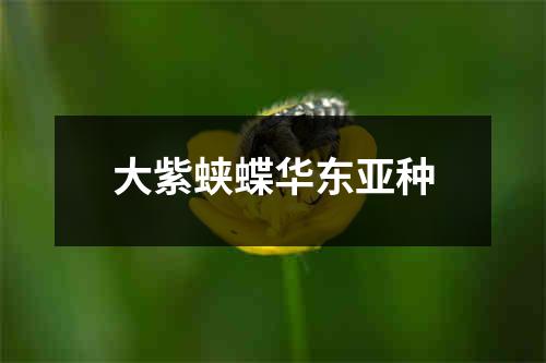 大紫蛱蝶华东亚种