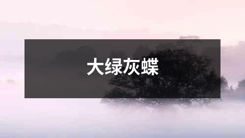 大绿灰蝶