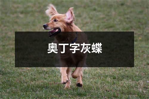 奥丁字灰蝶