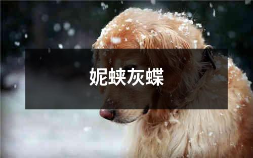 妮蛱灰蝶