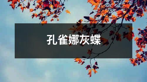 孔雀娜灰蝶