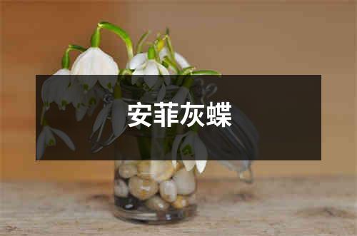 安菲灰蝶