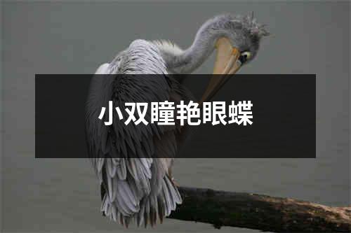 小双瞳艳眼蝶