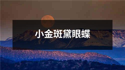 小金斑黛眼蝶